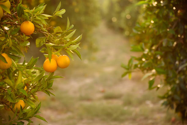 istock Orange garden with fruit 641065866
