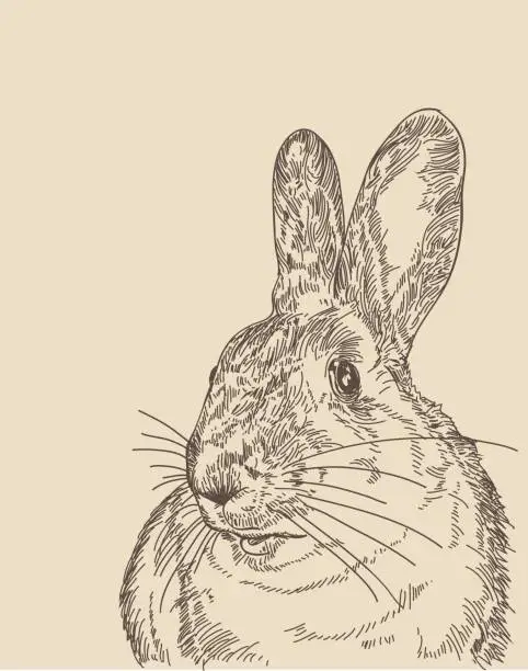 Vector illustration of Vintage Rabbit