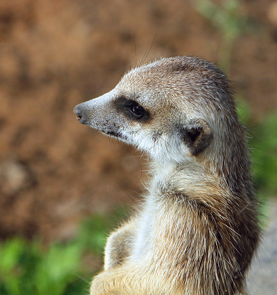 Portrait of meerkat (Suricata suricatta)