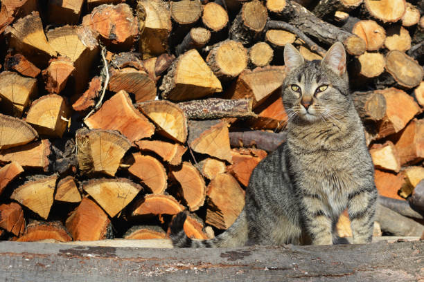 istock Cat on the wood 641070130