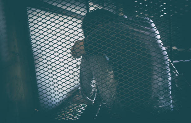 istock hopeless man in the cage 641072674