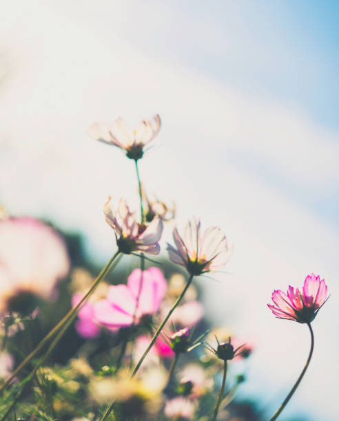 Warm summer sunlight shining on field full of beautiful pink and white cosmos flowers
