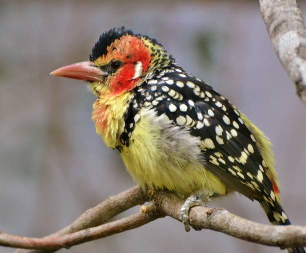 Red and Yellow Barbet (Trachyphonus erythrocephalus) The red-and-yellow barbet (Trachyphonus erythrocephalus) is a species of African barbet found in eastern Africa. red and yellow barbet barbet bird kenya stock pictures, royalty-free photos & images