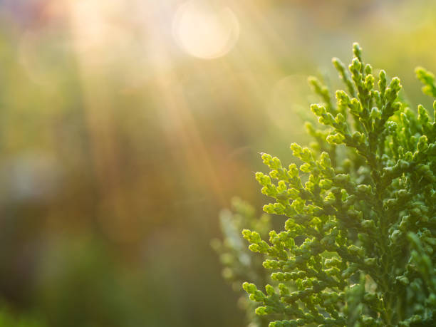 haut de la plante chinoise arborvitae - winter close up nature macro photos et images de collection