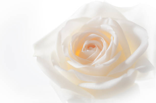 istock rose flowers close up on background. 641079862