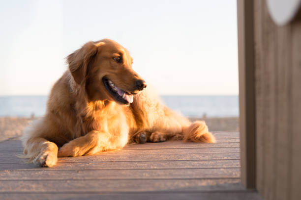 istock Golden Retriever at the Beach 641080130