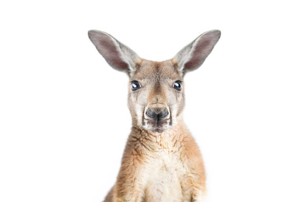 アカカンガルー、ホワイト - wallaby kangaroo australian culture australia ストックフォトと画像