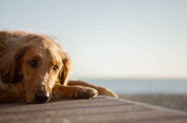 istock Golden Retriever at the Beach 641080318