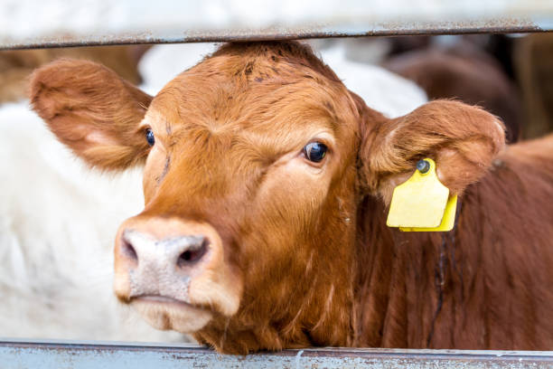istock Cow in the paddock in farm 641081424