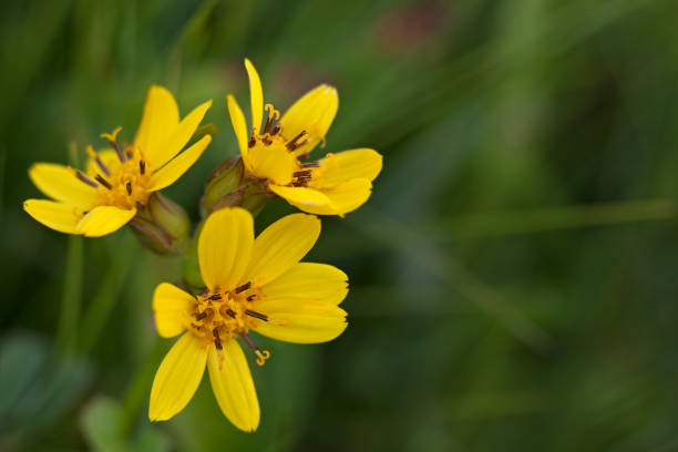 istock Yellow flowers on blurred green background 641081570