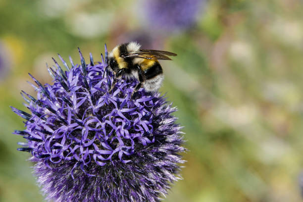 istock Bumble bee collects nectar from purple flower 641081572
