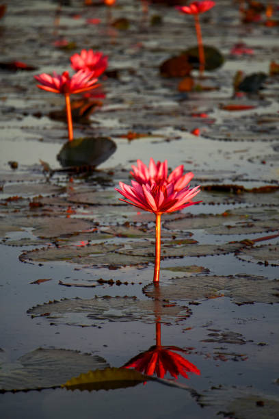 istock Red lotus in Udon Thani Province 641082710