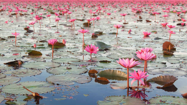 istock Red lotus in Udon Thani Province 641082712
