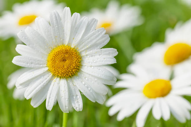istock Chamomile flowers on grass field 641083284