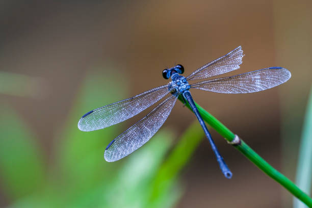 istock Close-Up Of Blue Damselfly On Twig 641083456