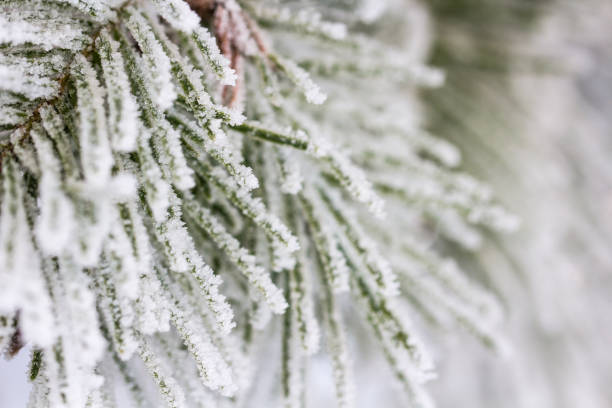 istock Frosty winter morning at sunrise. 641083856