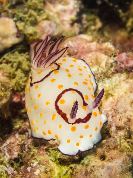 istock Chromodoris annulata Nudibranch, Sea Slug 641084020
