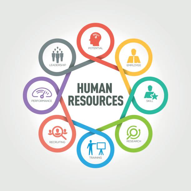 infografis sumber daya manusia dengan 8 langkah, bagian, opsi - human resources ilustrasi stok