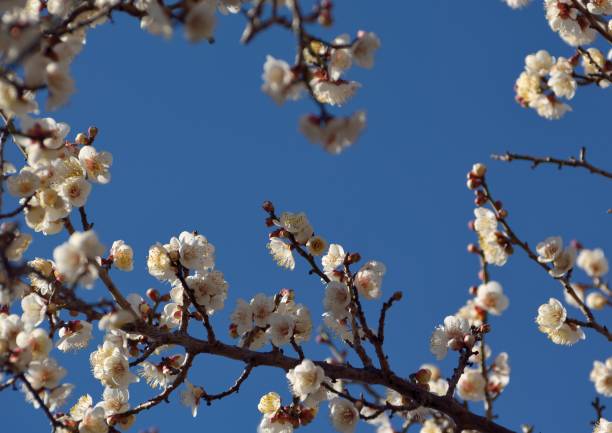 istock White plum blossoms n japanese early spring 641085676