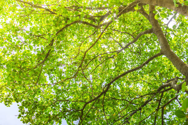 istock Tree branch and green leaves. 641086610