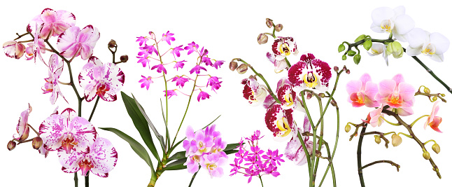 Panorama with different flowering orchids, isloliert.