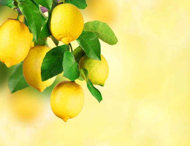 zitronenbaum mit gelbem hintergrund - lemon lemon tree tree branch stock-fotos und bilder