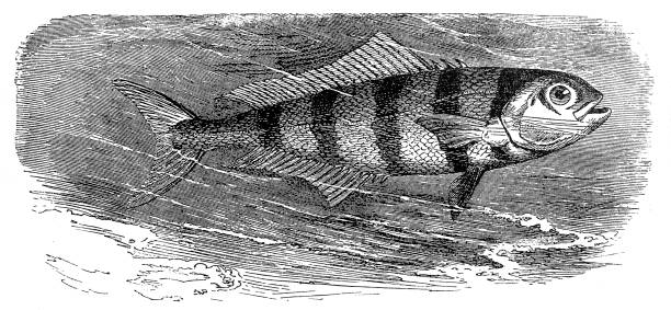 Pilot fish (Naucrates ductor) Antique illustration engraving of Pilot fish (Naucrates ductor) pilot fish stock illustrations