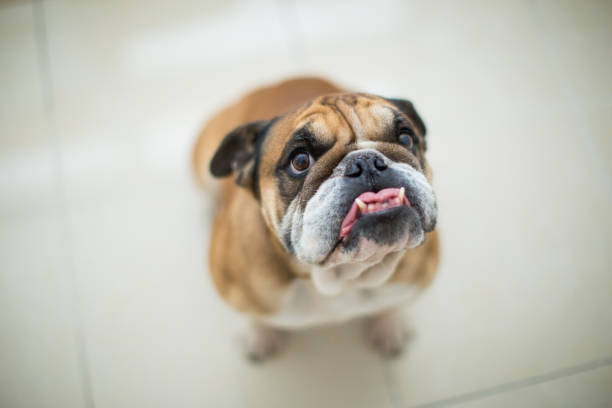 istock Funny french bulldog 641091476