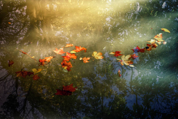 Floating leaves. stock photo