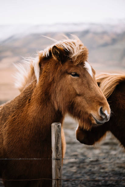 istock Fluffy Icelandic brown horse 641092130