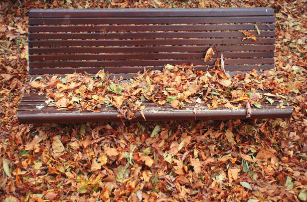 Fallen leaves on a bench stock photo