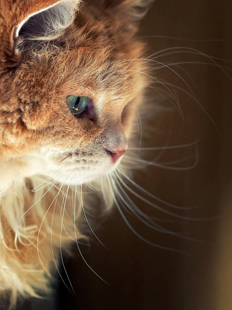 Portrait of a Siberian male cat. stock photo