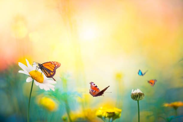 fleurs avec des papillons - field daisy vibrant color bright photos et images de collection