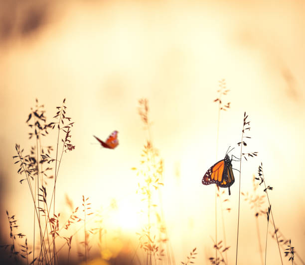 istock Flowers With Butterflies 641094912