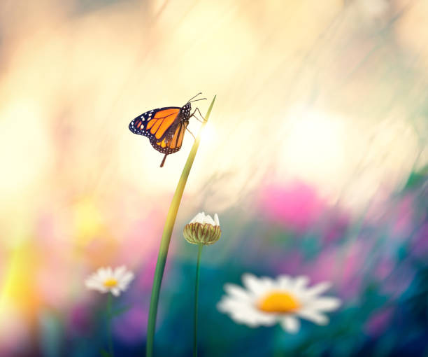 istock Flowers With Butterflies 641094916
