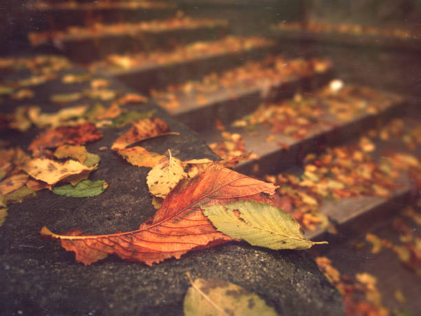 Fallen leaves on the staurcase stock photo