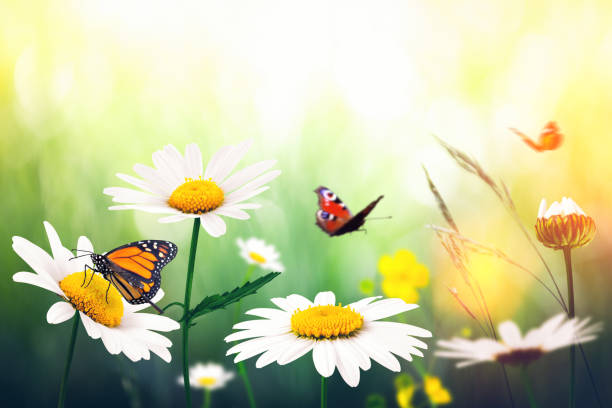 istock Flowers With Butterflies 641095808