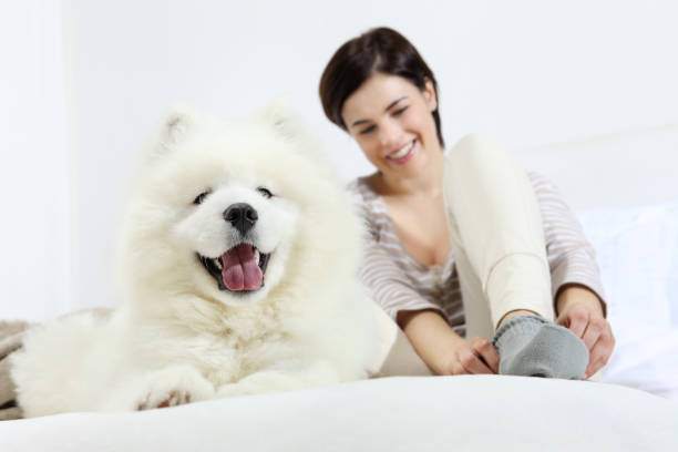 mulher sorridente com cão pet - arctic bay imagens e fotografias de stock