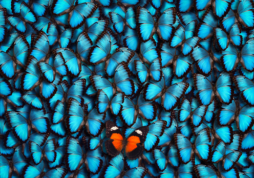 Blue butterfly background with single orange butterfly standing out from the croud.