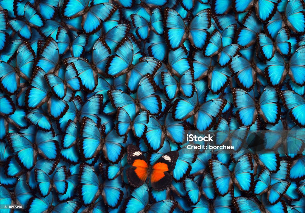 Standing Out From The Crowd Blue butterfly background with single orange butterfly standing out from the croud. Standing Out From The Crowd Stock Photo