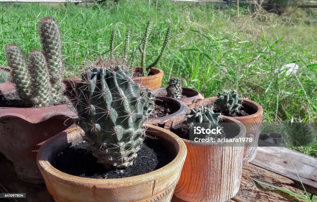 Kaktus - Lizenzfrei Baumblüte Stock-Foto