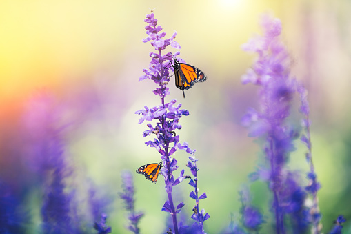 Summer meadow with monarch butterflies.