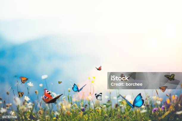 Flowers With Butterflies Stock Photo - Download Image Now - Butterfly - Insect, Flower, Meadow