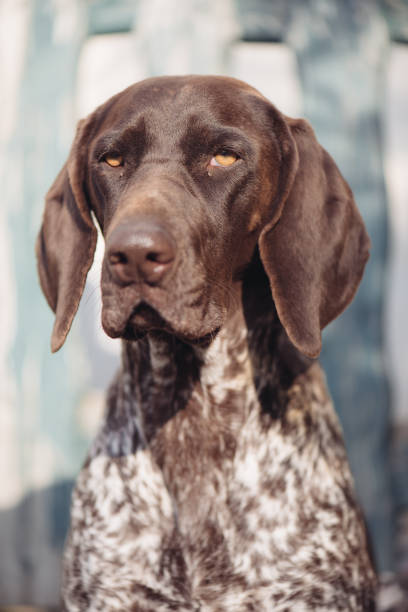 istock Dog portrait. German pointer dog in garden. 641101274