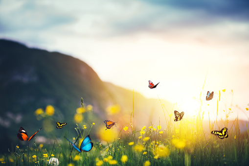 Mountain meadow with butterflies.
