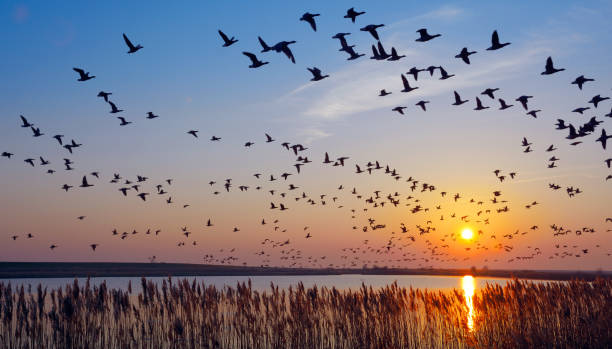 Barnacle Goose Flock of wintering Barnacle Goose(branta leucopsis)in wadden Sea,East Frisia,lower saxony,Germany bird stock pictures, royalty-free photos & images