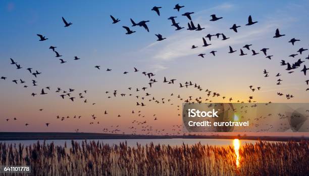 Barnacle Goose Stock Photo - Download Image Now - Bird, Animal Migration, Wadden Sea