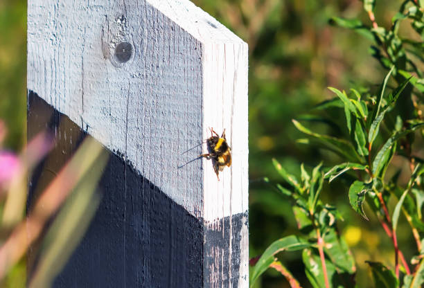 istock Bumblebee On Wooden Milestones 641104676