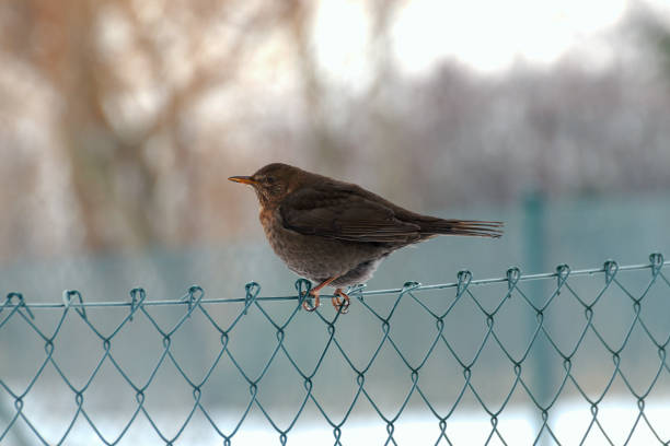 istock little robin in the snow looking for food 641105608