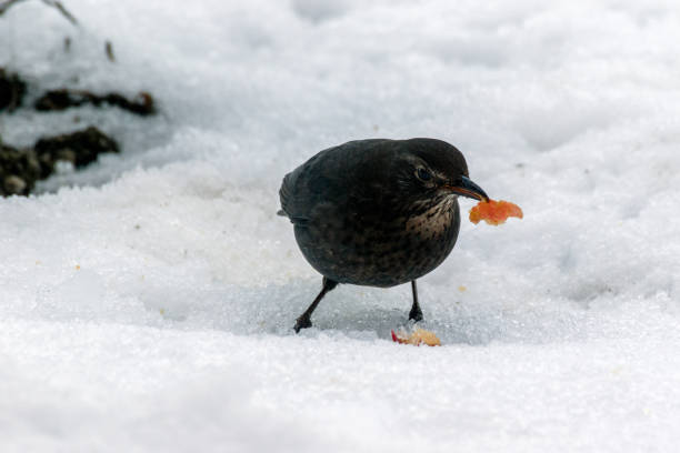 istock female blackbird on the snow in winter 641107050